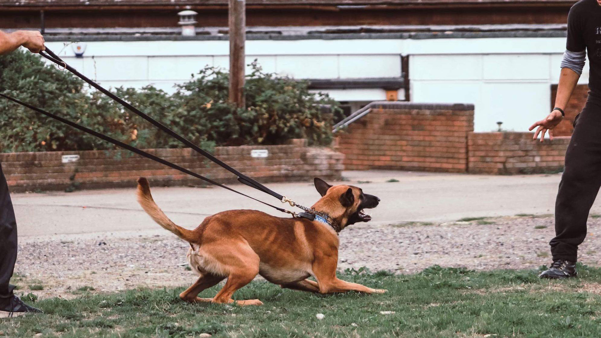 MGS SW Group - Dog Section Security